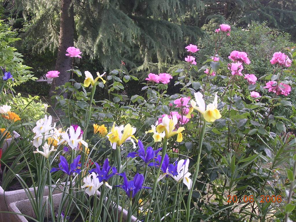 Rose e gigli - Roses and lily